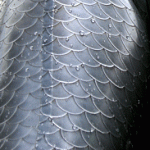 Silver Scales Latex